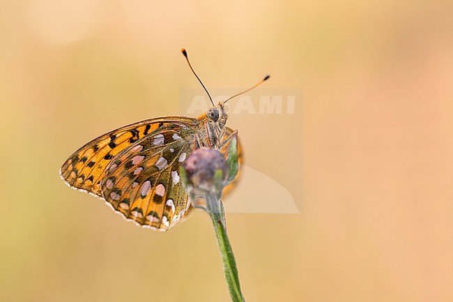 Grote parelmoervlinder, Dark Green Fritillary, Argynnis aglaja stock-image by Agami/Wil Leurs,