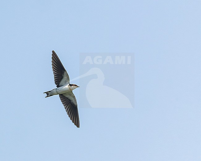 Immature Asian Wire-tailed Swallow, Hirundo smithii filifera, in India. stock-image by Agami/Marc Guyt,