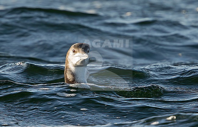 First winter bird. stock-image by Agami/Kris de Rouck,