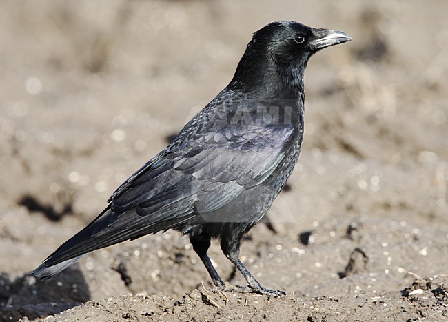 Zwarte Kraai staand in veld; Carrion Crow standing in field; stock-image by Agami/Roy de Haas,