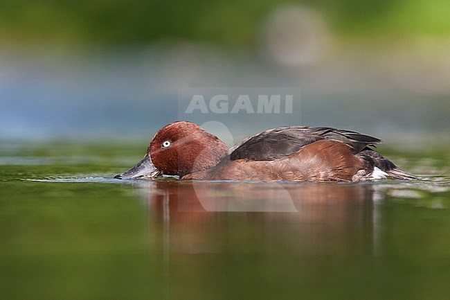 Ferruginous Duck - Moorente - Aythya nyroca, Germany, adult male stock-image by Agami/Ralph Martin,