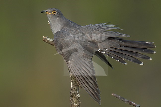 Common Cuckoo (Cuculus canorus), adult bird perched on a dry tree against green background in Finland stock-image by Agami/Kari Eischer,