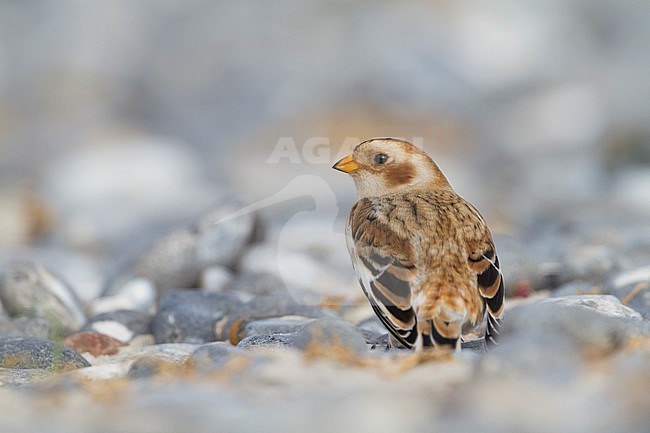 Snow Bunting (Plectrophenax nivalis nivalis) resting on a beach on a Wadden Island in northern Germany. Seen on the back. stock-image by Agami/Ralph Martin,