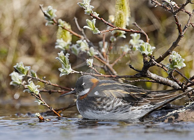 Red-necked Phalarope adult female sitting in the water; Grauwe Franjepoot vrouw zittend in het water stock-image by Agami/Jari Peltomäki,