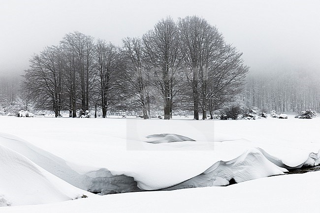 Snowy Landscape, winter landscape with trees and a creek, Campania, Italy stock-image by Agami/Saverio Gatto,