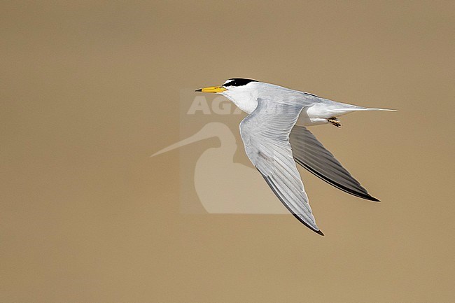 Adult Least Tern (Sternula antillarum) in breeding plumage in flight at the coast in Galveston County, Texas, USA. stock-image by Agami/Brian E Small,