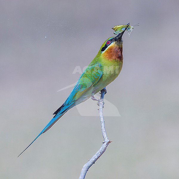 Blue-tailed Bee-eater (Merops philippinus) perched with a caught butterfly. stock-image by Agami/Lennart Verheuvel,