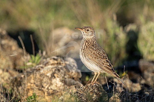 Dupont's Lark (Chersophilus duponti) sitting on the ground in central Spain. stock-image by Agami/Marcel Burkhardt,