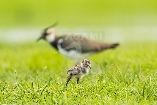 Kievit met jong; Northern Lapwing with young stock-image by Agami/Hans Germeraad,