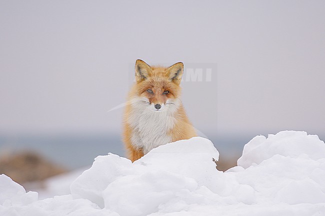 Red Fox (Vulpes vulpes) in the snow of Japan stock-image by Agami/Pete Morris,