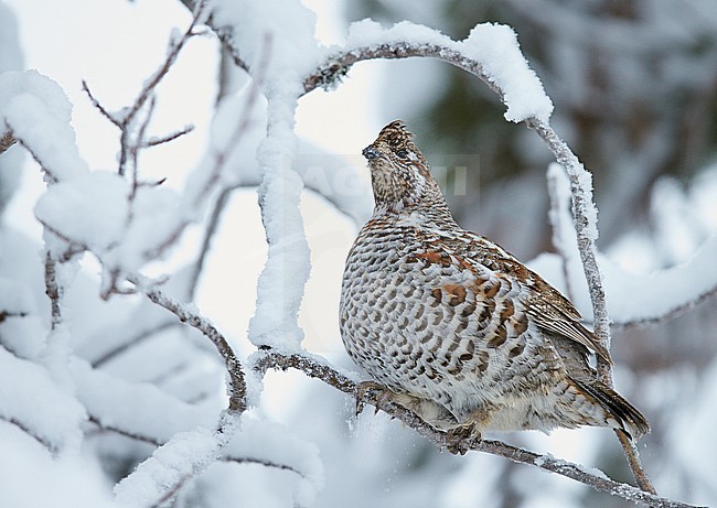 Hazelhoen foeragerend in de sneeuw, Hazel Grouse foraging in the snow stock-image by Agami/Markus Varesvuo,