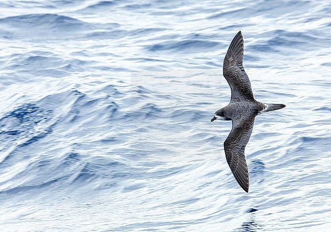 Bermuda Petrel (Pterodroma cahow) in flight off the coast of Bermuda. stock-image by Agami/Marc Guyt,