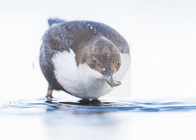 White-throated Dipper ssp cinlus (Cinclus cinclus cinclus, Black-bellied Dipper) stock-image by Agami/Lennart Verheuvel,