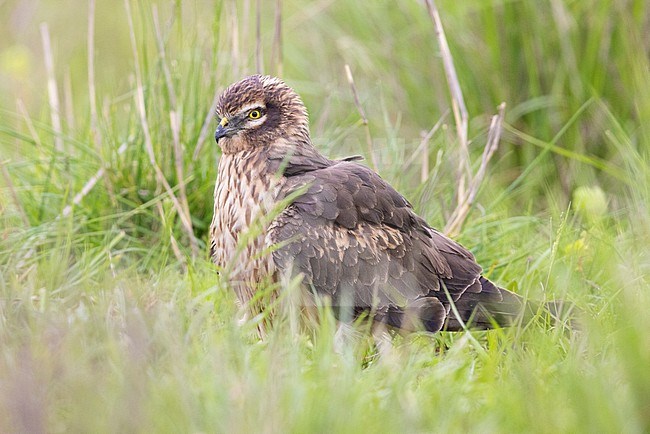 Montagu's Harrier (Circus pygargus), side view of an adult female standing among the grass, Campania, Italy stock-image by Agami/Saverio Gatto,