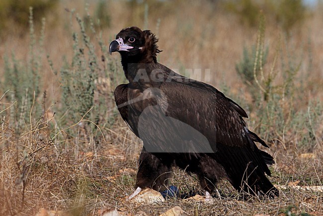 Monniksgier zittend; Cinereous Vulture perched stock-image by Agami/Markus Varesvuo,