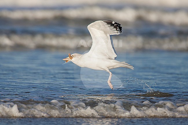 Zilvermeeuw vliegend met zeester in bek; Herring Gull flying with starfish in beak stock-image by Agami/Menno van Duijn,