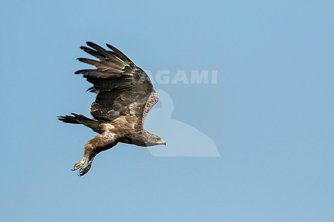 Adult Lesser Spotted Eagle, Clanga pomarina, in Romania. stock-image by Agami/Ralph Martin,