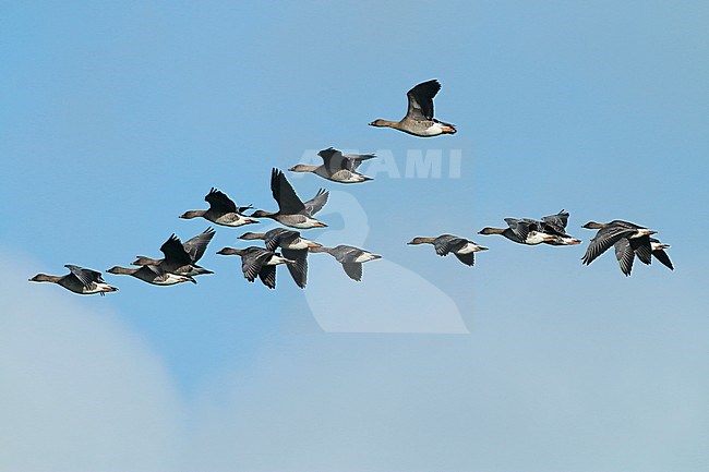 Flock of wintering Tundra Bean Geese (Anser serrirostris) in the Netherlands, flying in front of a white clouds. stock-image by Agami/Fred Visscher,