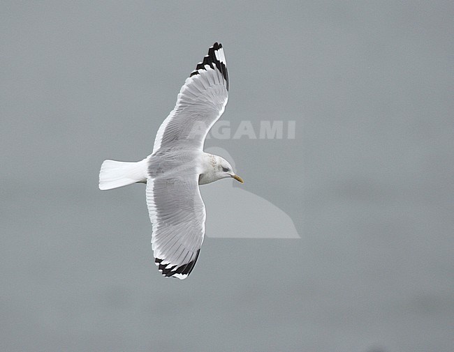 Volwassen Amerikaanse Stormmeeuw; Adult Short-billed Gull stock-image by Agami/Mike Danzenbaker,