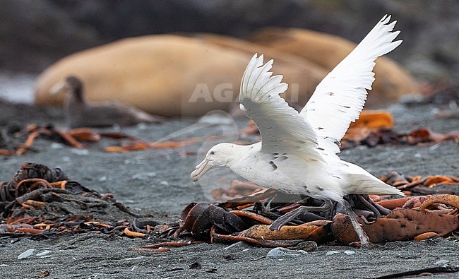 White phase Southern Giant Petrel (Macronectes giganteus) taking off from the beach on Macquarie Island, subantarctic New Zealand. Also known as Stinker or Stinkpot. stock-image by Agami/Marc Guyt,