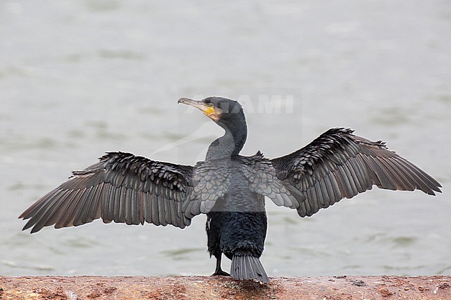 Adult Common Great Cormorant (Phalacrocorax carbo carbo) wintering on inland location in The Netherlands. stock-image by Agami/Edwin Winkel,