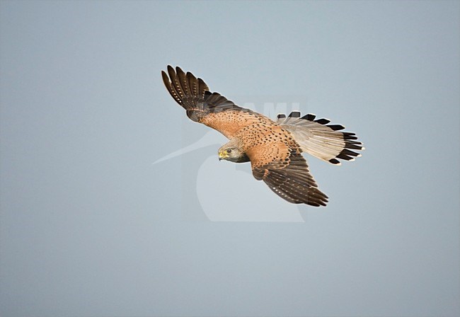 Mannetje Torenvalk in de vlucht; Male Common Kestrel in flight stock-image by Agami/Marc Guyt,