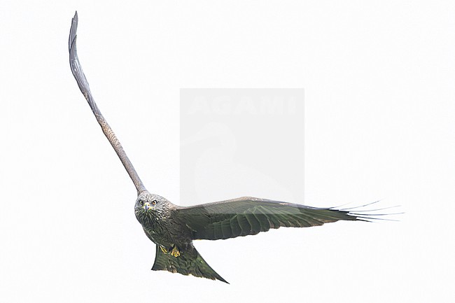 Zwarte Wouw, Black Kite, Milvus migrans- stock-image by Agami/Menno van Duijn,