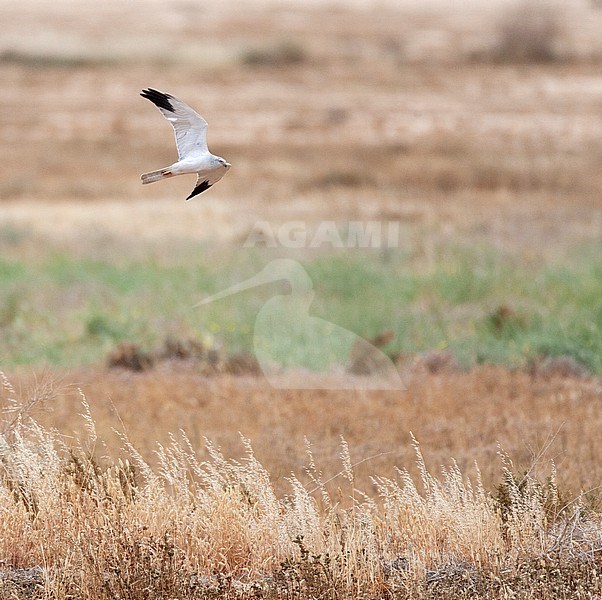 Male  Pallid Harrier (Circus macrourus) during spring migration in Israel. stock-image by Agami/Marc Guyt,