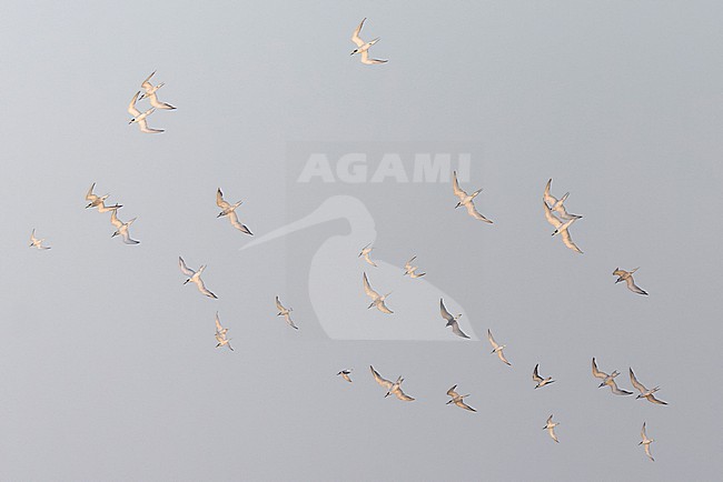 Flock of migrating terns including Little Terns (Sternula albifrons), Common Terns (Sterna hirundo), Black Terns (Chlidonias niger). stock-image by Agami/David Monticelli,