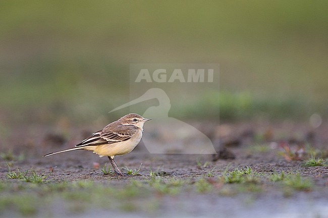 Blue-headed Wagtail - Wiesen-Schafstelze - Motacilla flava ssp. flava, Germany, 1st cy stock-image by Agami/Ralph Martin,