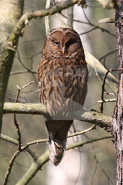 Oeraluil zittend op een tak; Ural Owl perched on a branch stock-image by Agami/Chris van Rijswijk,