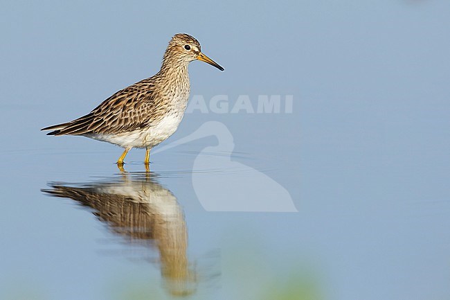Adult breeding
Galveston Co., TX
April 2014 stock-image by Agami/Brian E Small,
