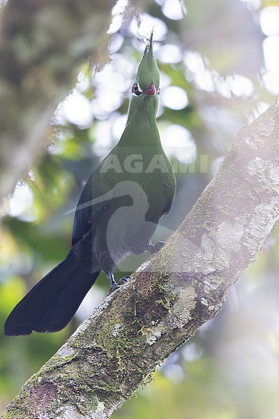 Livingstone's Turaco (Tauraco livingstonii) adult perched in a tree in Tanzania. stock-image by Agami/Dubi Shapiro,