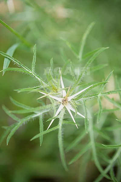 Star thistle, Centaurea calcitrapa stock-image by Agami/Wil Leurs,