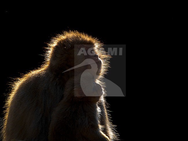 Japanese Macaque (Macaca fuscata), also know as Snow Monkey, in the hotspring at Jigokudani Monkey Park in Nagano Prefecture, Japan. With backlight. stock-image by Agami/Jari Peltomäki,