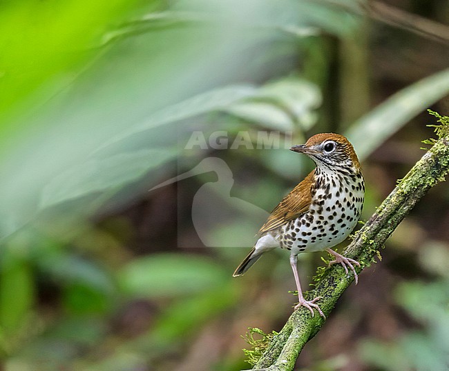 Wood Thrush( Hylocichla mustelina) during spring migration in Costa Rica. stock-image by Agami/Pete Morris,