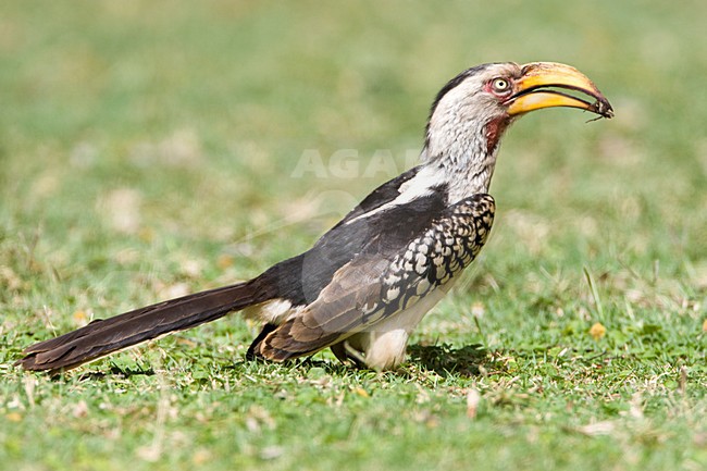 Zuidelijke Geelsnaveltok, Southern Yellow-Billed Hornbill, Tockus leucomelas, Geelsnaveltok stock-image by Agami/Marc Guyt,