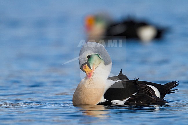 King Eider (Somateria spectabilis), Norway, 3rd calender year male swimming in harbour. stock-image by Agami/Ralph Martin,
