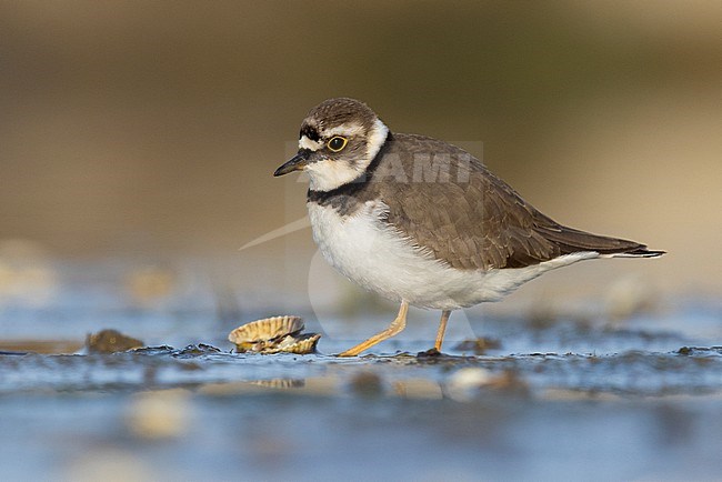 Little Ringed Plover (Charadrius dubius), side view of an adult female standing on the mud, Campania, Italy stock-image by Agami/Saverio Gatto,
