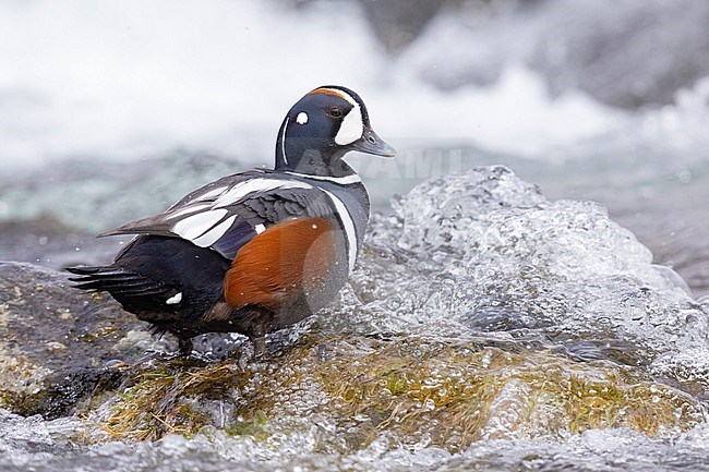 Harlequin Duck (Histrionicus histrionicus), side view of an adult male standing on a rock, Northeastern Region, Iceland stock-image by Agami/Saverio Gatto,