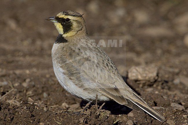 Atlasstrandleeuwerik op de grond; Atlas Horned Lark on the ground stock-image by Agami/Daniele Occhiato,