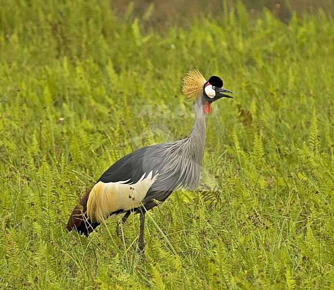 Grey Crowned-Crane perched; Grijze Kroonkraan zittend stock-image by Agami/Roy de Haas,