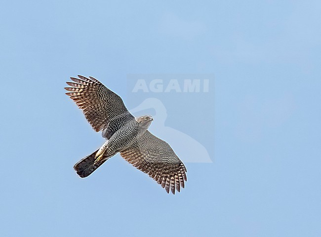Henst's goshawk, Accipiter henstii, in Madagascar. stock-image by Agami/Nigel Voaden,