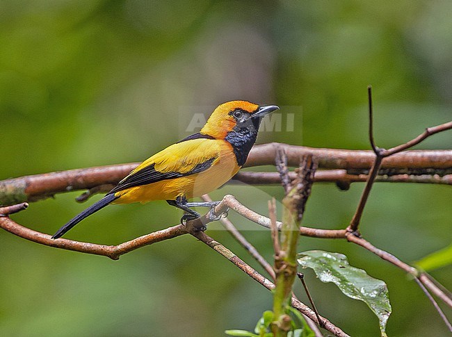 Golden Monarch (Carterornis chrysomela) in West Papua, Indonesia. stock-image by Agami/Pete Morris,