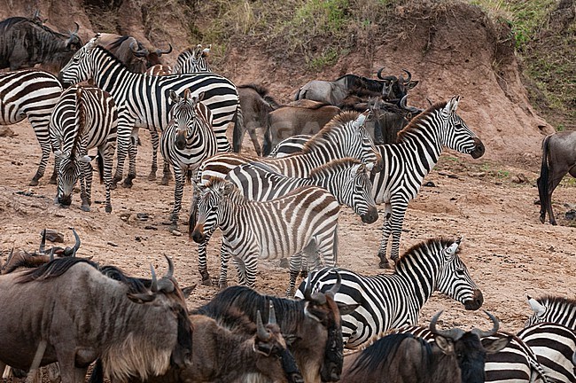 Migrating common zebras, Equus quagga, and wildebeests, Connochaetes taurinus, approaching the Mara River. Mara River, Masai Mara National Reserve, Kenya. stock-image by Agami/Sergio Pitamitz,
