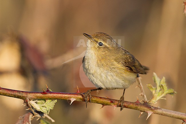 Common Chiffchaff - Zilpzalp - Phylloscopus collybita ssp. collybita, Germany stock-image by Agami/Ralph Martin,