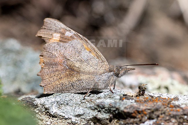 Nettle-tree Butterfly (Libythea celtis) taken the 14/04/2022 at La Garde - France stock-image by Agami/Nicolas Bastide,