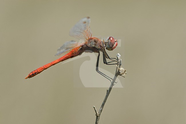 Mannetje Zwervende heidelibel, Male Sympetrum fonscolombii stock-image by Agami/Wil Leurs,