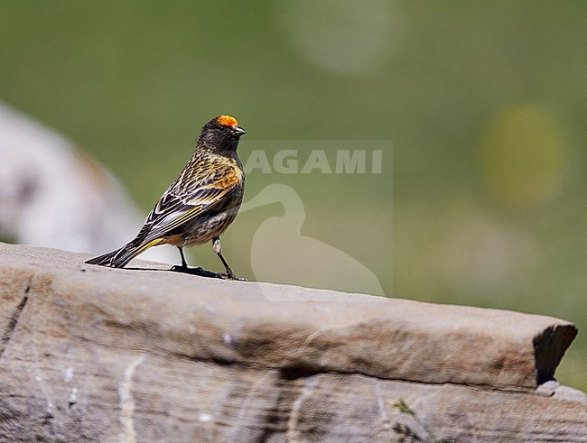 Adult male Red-fronted Serin (Serinus pusillus) stock-image by Agami/Michael McKee,