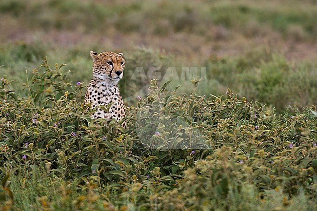 A cheetah, Acinonyx jubatus, in long grass. Ndutu, Ngorongoro Conservation Area, Tanzania stock-image by Agami/Sergio Pitamitz,